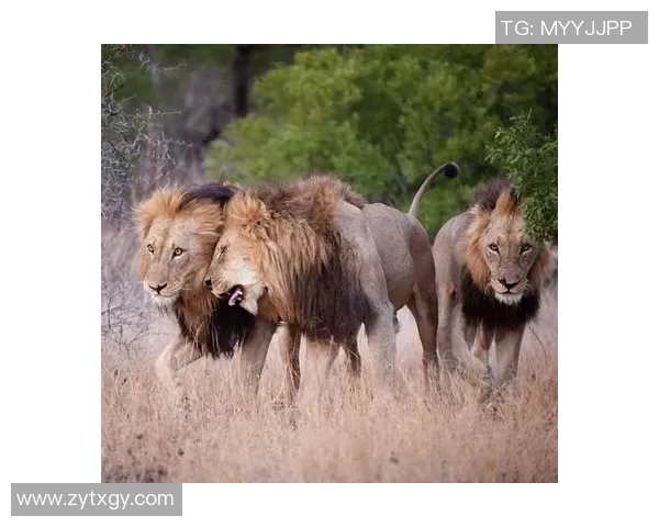 狮子化身绿茵巨星闪耀赛场引领球队书写辉煌传奇 狮子化身绿茵巨星闪耀赛场引领球队书写辉煌传奇